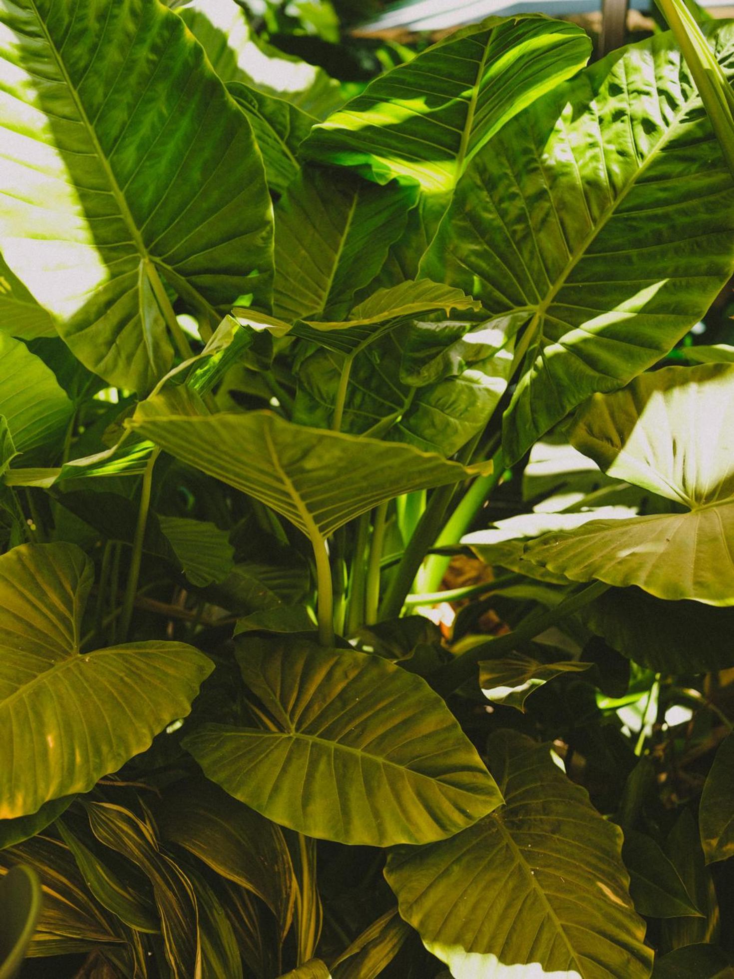Hotel Eco Boutique Bidasoa Santiago Dış mekan fotoğraf